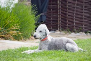 Free Bedlington Terrier Dog photo and picture