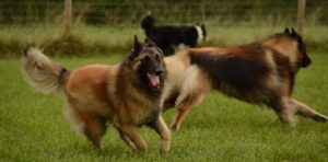 Free Belgian Shepherd photo and picture