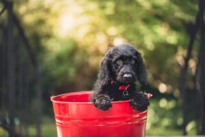 Free Black Dog Pet photo and picture