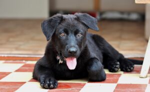 Free Black German Shepherd Puppy photo and picture