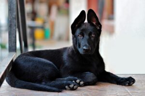 Free Black German Shepherd Puppy photo and picture