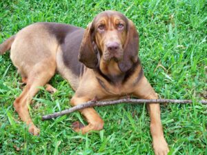 Free Bloodhound Dog photo and picture