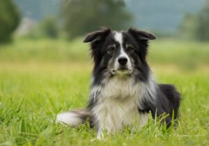 Free Border Collie Dog photo and picture