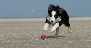 Free Border Collie Beach photo and picture