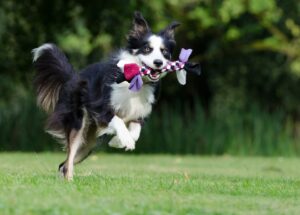 Free Border Collie Running Dog photo and picture