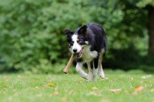 Free Border Collie Dog With Bone photo and picture