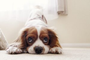 Free Cavalier King Charles Spaniel Puppy photo and picture