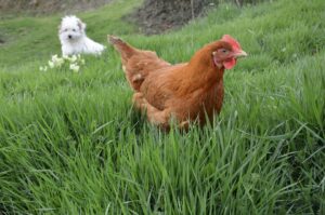 Free Chicken Hen photo and picture