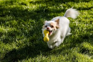 Free Chihuahua Dog photo and picture