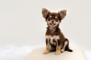 Free Chihuahua Small Dog photo and picture