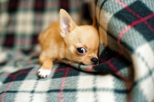 Free Chihuahua Puppy Chihuahua photo and picture