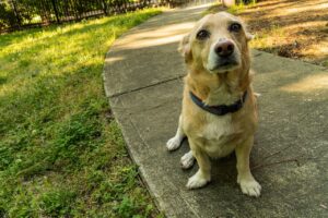 Free Corgi Mix Beagle Mix photo and picture