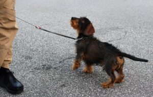 Free Dachshund Obedient photo and picture