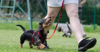 Free Dachshund Dog School photo and picture