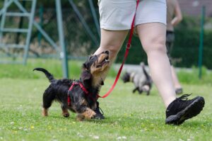 Free Dachshund Dog School photo and picture