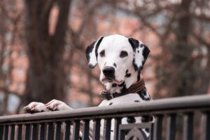 Free Dalmatian Dogs photo and picture