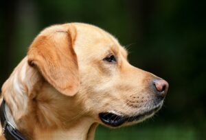 Free Dog Labrador photo and picture