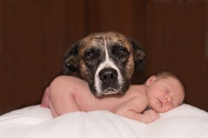 Free Dog Baby photo and picture