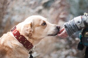 Free Dog Labrador photo and picture