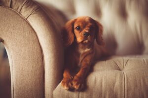 Free Dog Couch photo and picture