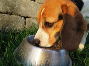 Free Dog Meal photo and picture