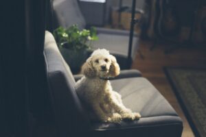 Free Dog Puppy photo and picture