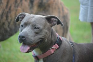 Free Dog Pit Bull photo and picture