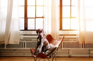 Free Dog Chair photo and picture