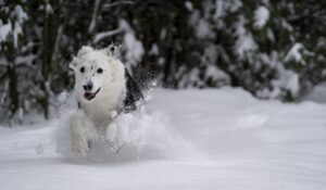 Free Dog Snow photo and picture