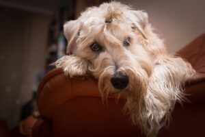 Free Dog Terrier photo and picture