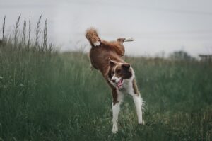 Free Dog Border Collie photo and picture