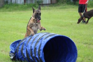 Free The Dog The Training Ground photo and picture