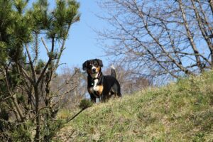 Free Dog Entlebucher photo and picture