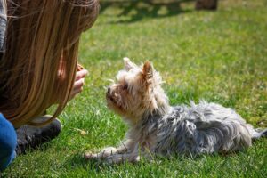 Free Dog Dog Training photo and picture