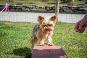 Free Dog Education photo and picture