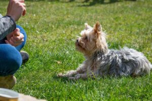 Free Dog Dog Training photo and picture