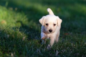 Free Dog Animal photo and picture