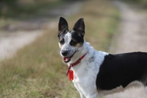 Free Dog Pet photo and picture