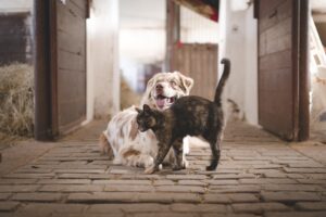 Free Dog Cat photo and picture