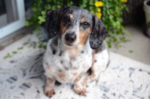 Free Dog Dachshund photo and picture