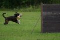 Free Dog Sport photo and picture