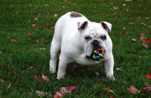 Free Dog English Bulldog photo and picture