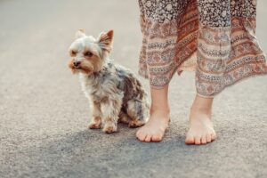 Free Dog Yorkshire Terrier photo and picture