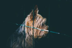 Free Dog Animal photo and picture