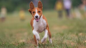 Free Dog Running photo and picture