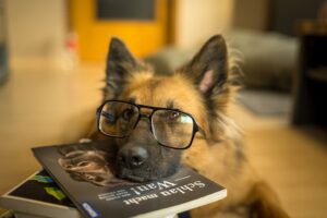 Free Dog Glasses photo and picture