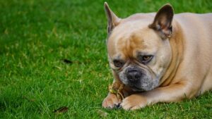 Free Dog French Bulldog photo and picture