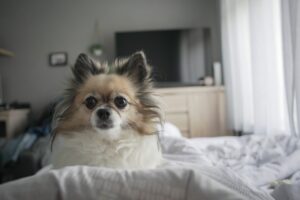 Free Dog Chihuahua photo and picture