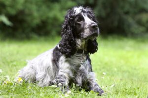 Free Dog Cocker Spaniel photo and picture