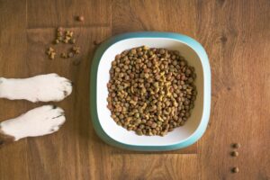 Free Dog Food Dog Bowl photo and picture